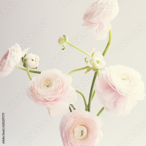 Ranunculus flowers over clear background