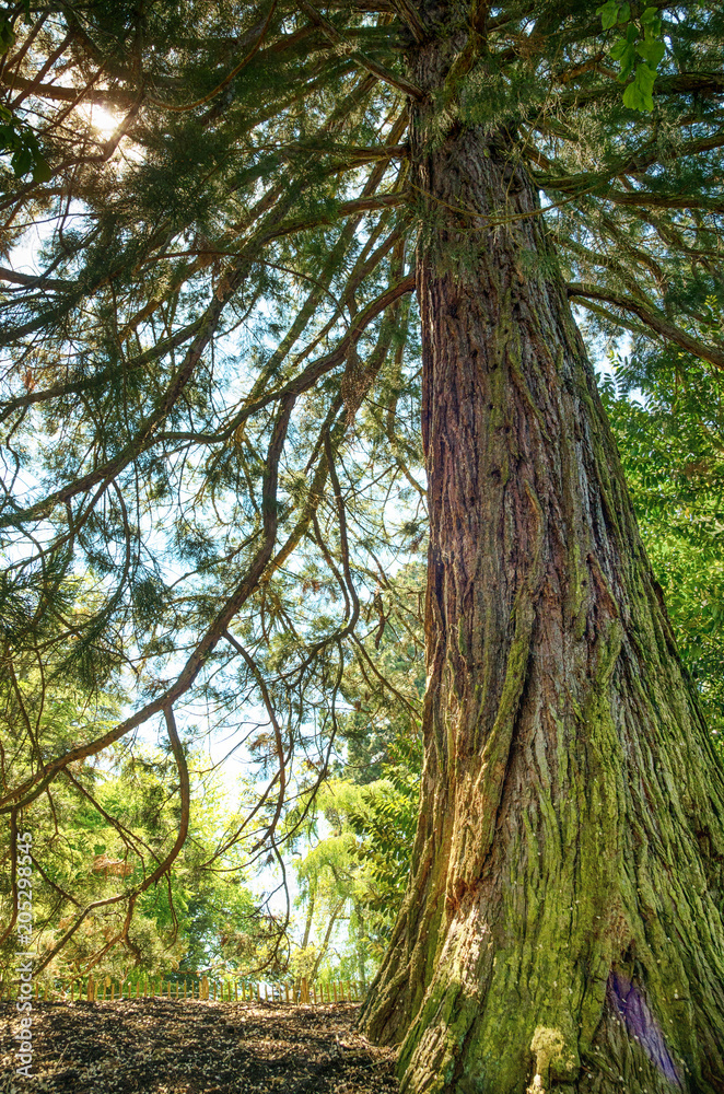 Fototapeta premium Redwood giant tree. A giant sequoia tree in the park of Mainau island, Constance, Germany