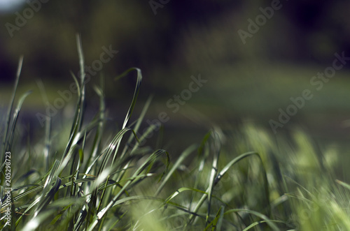 Green grass on a background of greenery. Desktop . Spring background. © mokliak