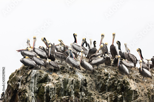 Foto Ballestas Islands, Perù