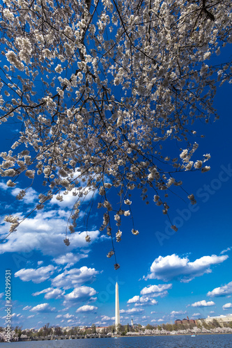 APRIL 10, 2018 - WASHINGTON D.C. - Washington Monument framed by Cherry Blossoms on Tidal Basin, WAshinton D.C.