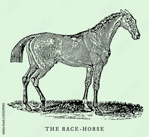 The race horse in side view after an antique or vintage woodcut engraving from the 18th century, isolated on a light green backgound