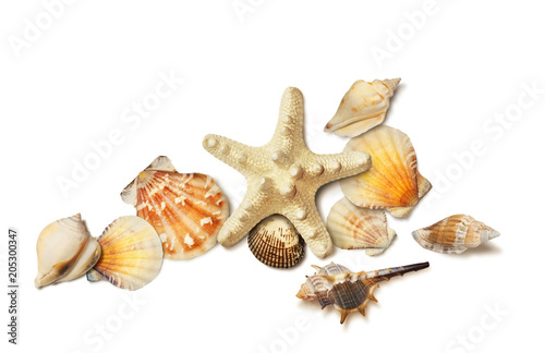 Sea shell and starfish composition isolated on white
