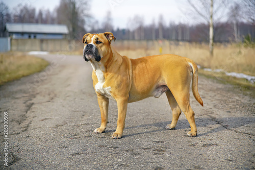 Fawn Ca de Bou dog (Mallorquin mastiff) staying and posing on an asphalt in spring