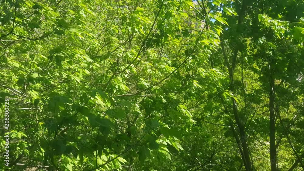Bright green leaves of a deciduous tree fluttering in the wind
