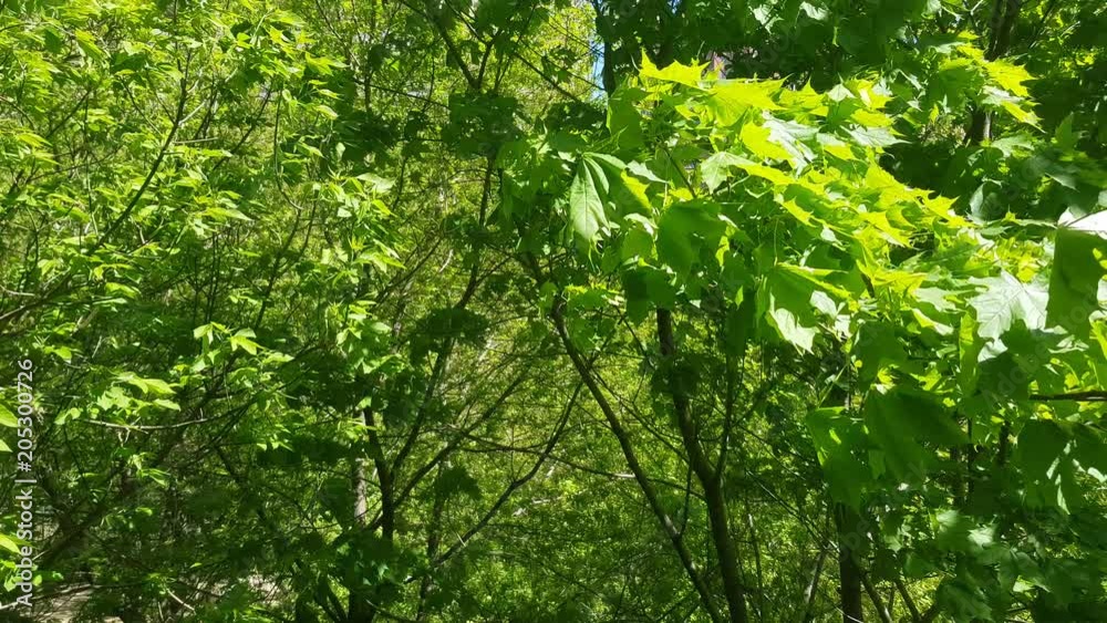 Bright green leaves of a deciduous tree fluttering in the wind
Bright green leaves of a deciduous tree fluttering in the wind