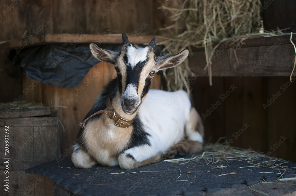 Fototapeta premium Baby Goat in Barn