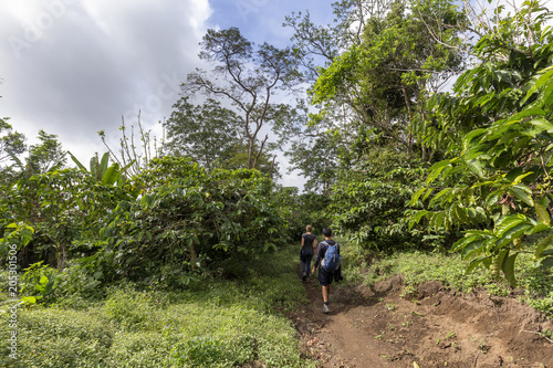 Two hikers walking amone wild coffee plants on the Slopes of the Kelimutu National Park in East Nusa Tenggara, Indonesia.