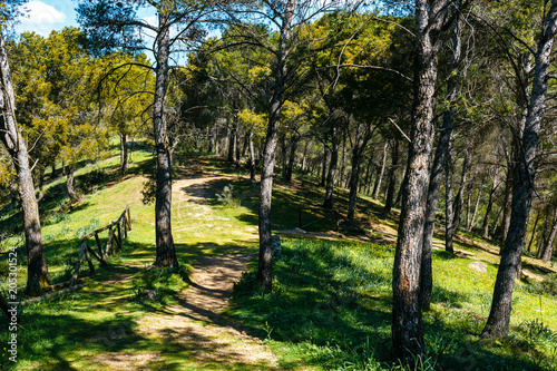 forest path leading through the green forest