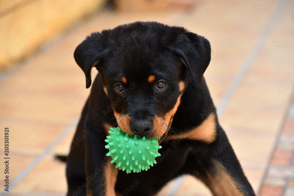 rottweiler