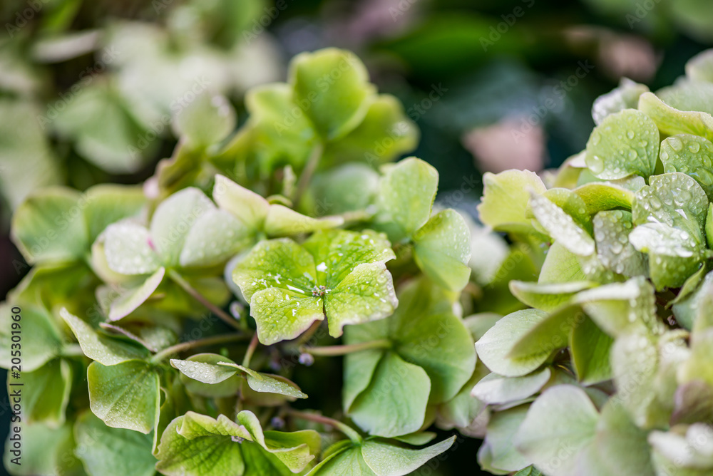 Green Hydrangea Flowers in the Garden