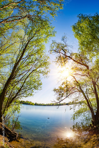 Lake with trees and bright sun on a hot summer day
