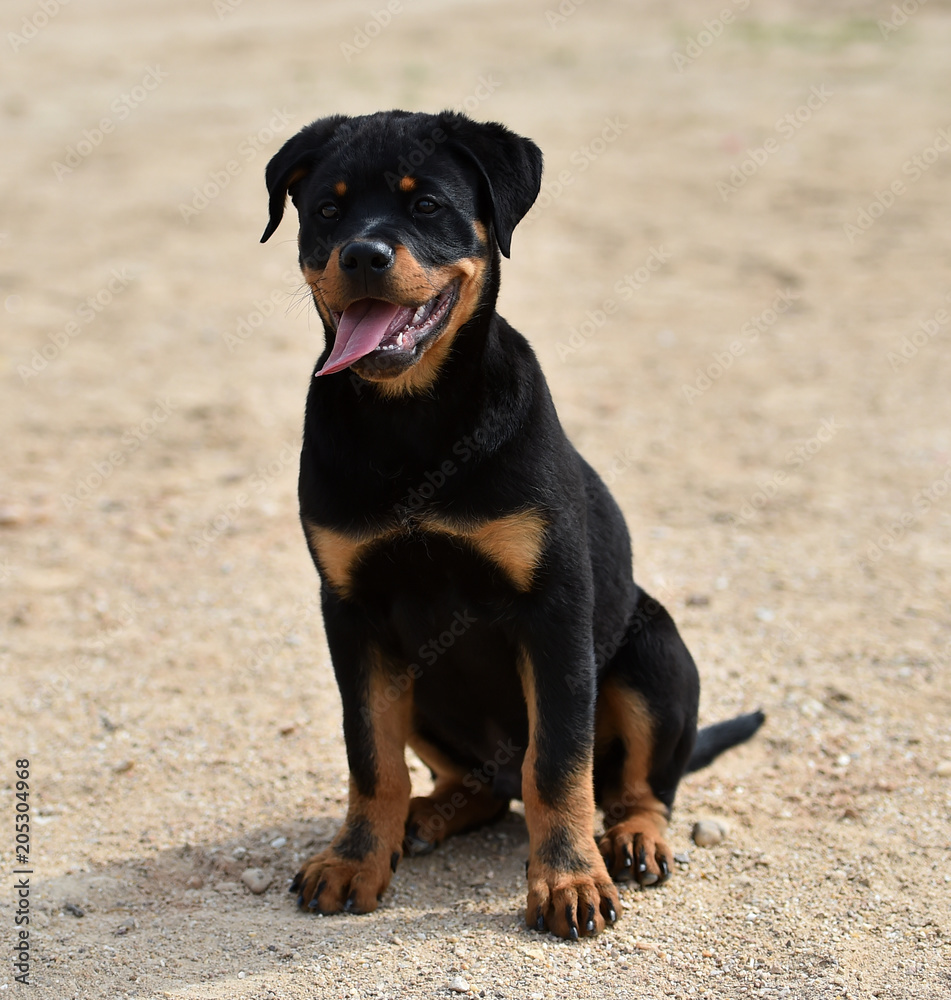 rottweiler