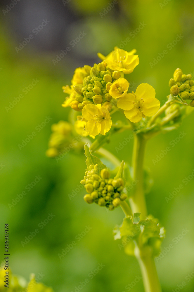 菜の花