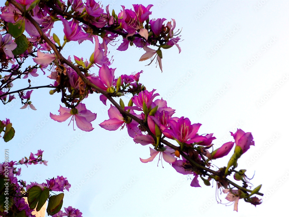 Ramas de los árboles con flores rosas en primavera en el jardín del parque  foto de Stock | Adobe Stock