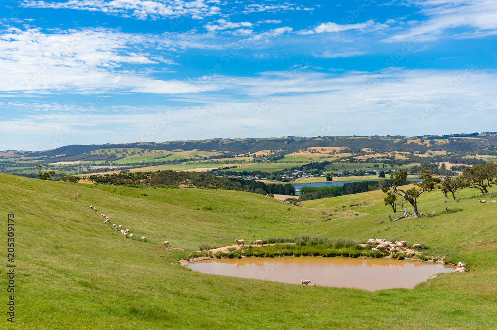 Agriculture landscape of paddock with sheep stock