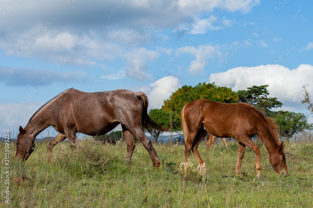 Caballos comiendo 