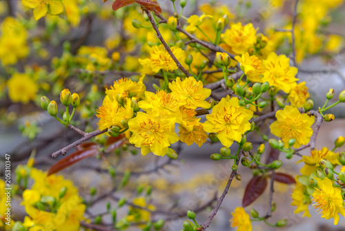 Yellow apricot blossom Vietnamese Lunar New Year holiday in north photo