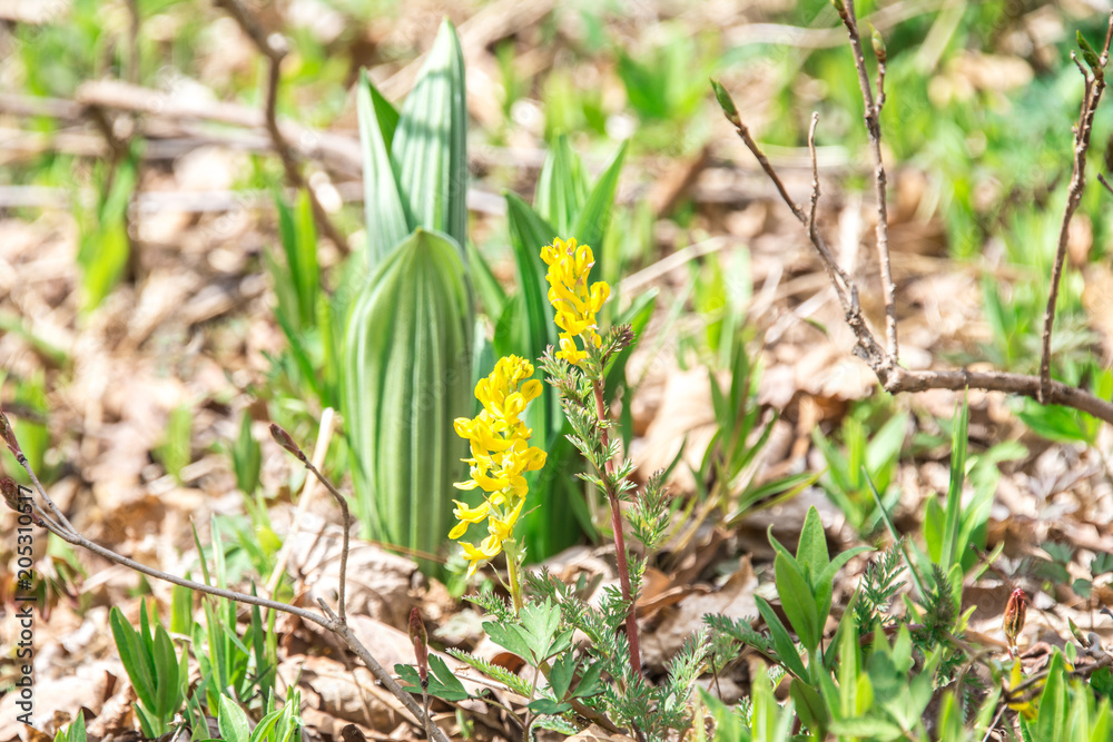 Fototapeta premium Young tender green grass, flowers and leaves on trees in spring forest