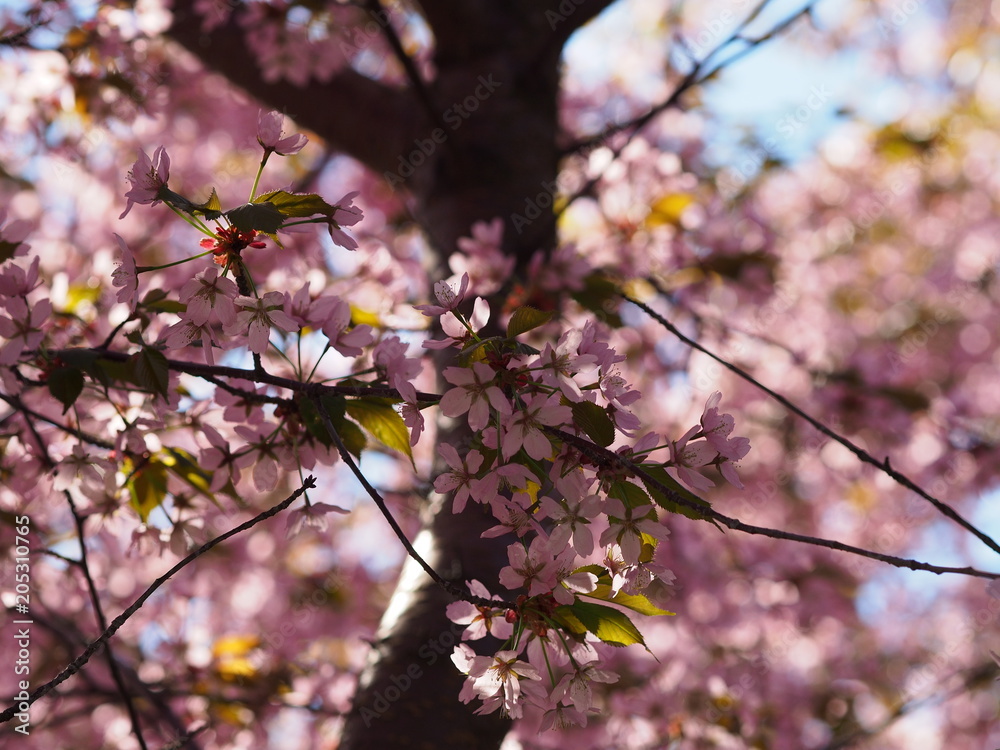 Cherry blossom trees at the Roihuvuoren Kirsikkapuisto in Helsinki, Finland