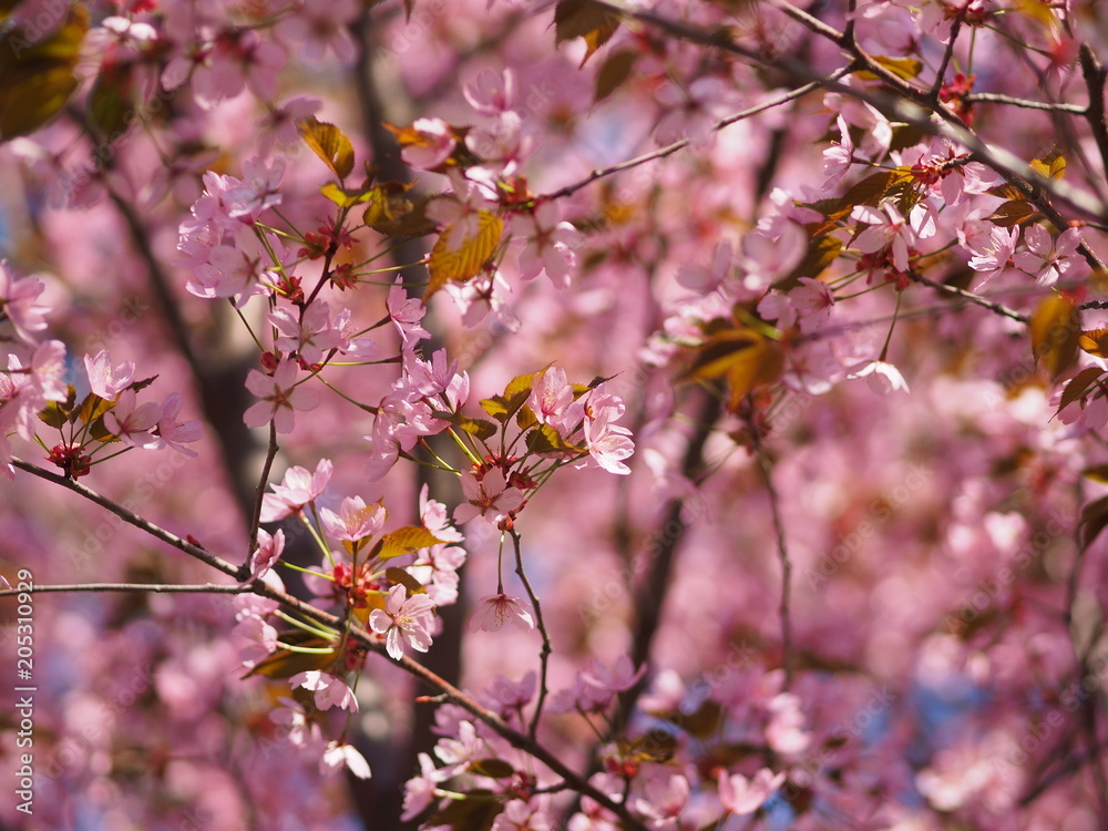 Cherry blossom trees at the Roihuvuoren Kirsikkapuisto in Helsinki, Finland Cherry blossom trees at the Roihuvuoren Kirsikkapuisto in Helsinki, Finland