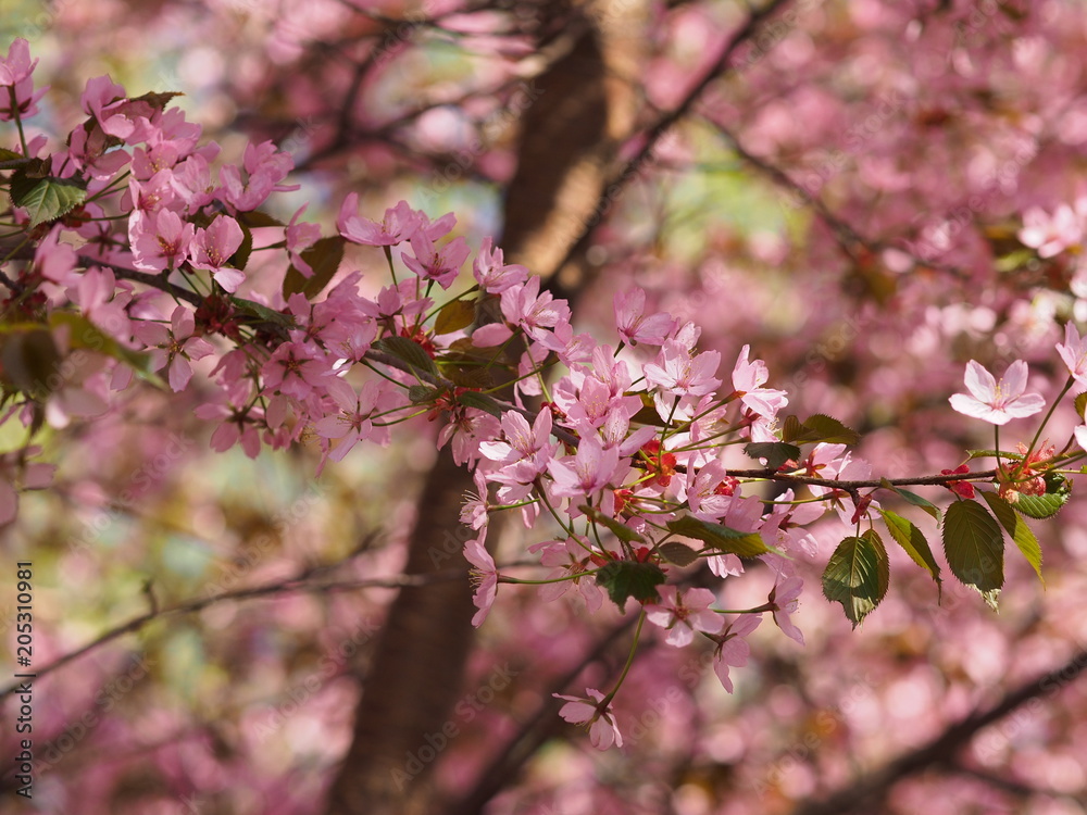 Cherry blossom trees at the Roihuvuoren Kirsikkapuisto in Helsinki, Finland Cherry blossom trees at the Roihuvuoren Kirsikkapuisto in Helsinki, Finland