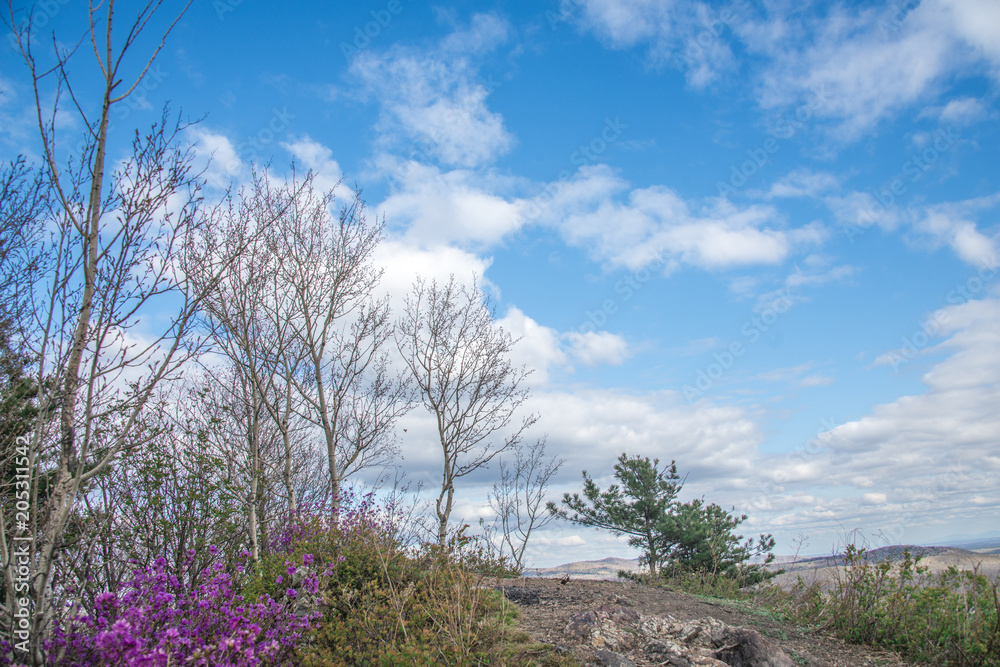 Mountain landscape with a single tree growing on bare stones at the top of the rock Mountain landscape with a single tree growing on bare stones at the top of the rock