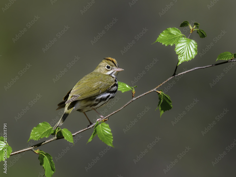 Ovenbird in Spring