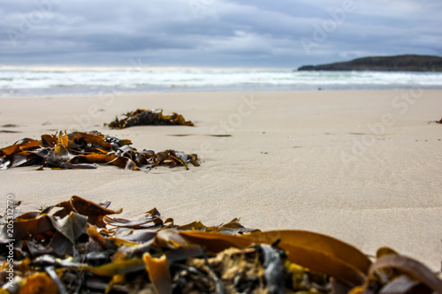 Beached Seaweed