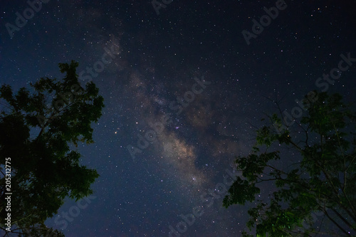 The milky way galaxy with trees foreground in the night sky.