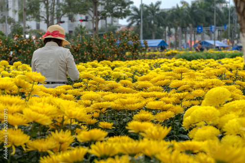 Yellow apricot blossom Vietnamese Lunar New Year holiday in north