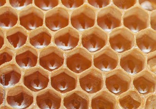 beautiful honeycomb with honey, background