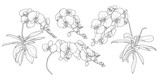 Set of isolated orchid branch in 4 styles set 3.