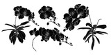 Set of isolated silhouette orchid branch set 3.