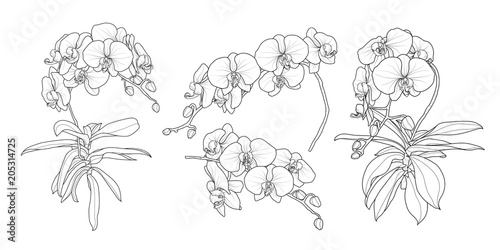 Set of isolated orchid branch in 4 styles set 1.