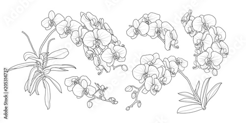 Set of isolated orchid branch in 5 styles set 2.