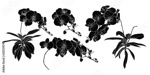 Set of isolated silhouette orchid branch set 3.