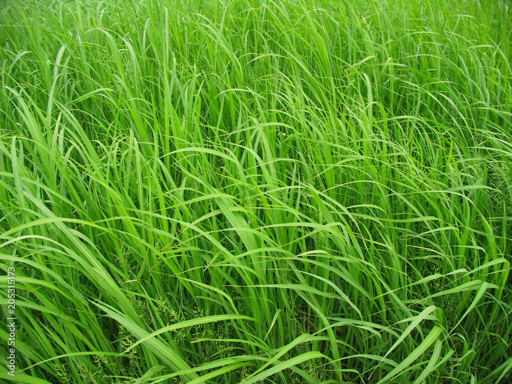 風に吹かれる夏草