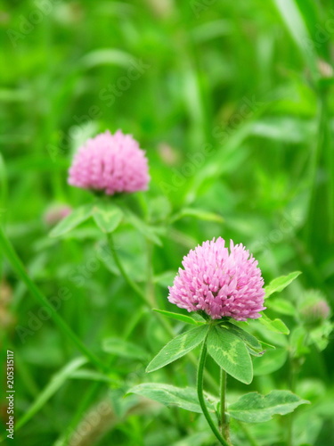 アカツメクサの花
