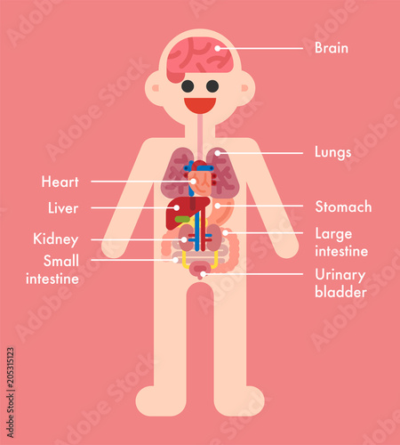 human body internal organs name vector flat design illustration set