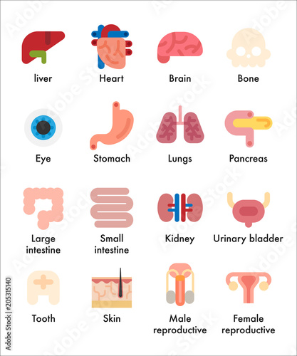 human internal organs icons vector flat design illustration set