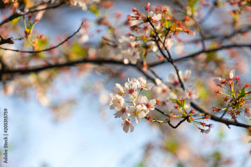 Inokashira Onshi Park with cherry blossoms at Tokyo,Japan.