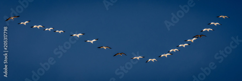 MARCH 7, 2017 - Grand Island, Nebraska -PLATTE RIVER, UNITED STATES Migratory Snow Geese and Sandhill Cranes are on their spring migration from Texas and Mexico, north to Canada, Alaska, and Siberia.