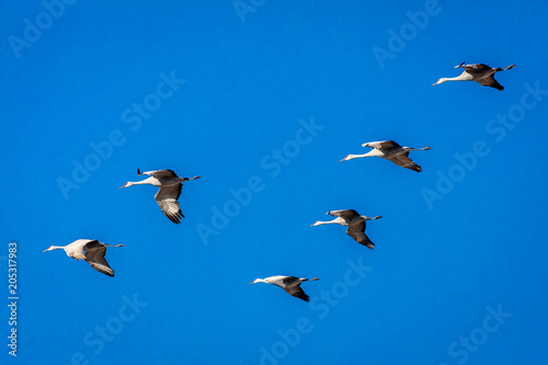 MARCH 7  2017 - Grand Island  Nebraska -PLATTE RIVER  UNITED STATES Migratory Sandhill Cranes are on their spring migration from Texas and Mexico  north to Canada  Alaska  and Siberia.