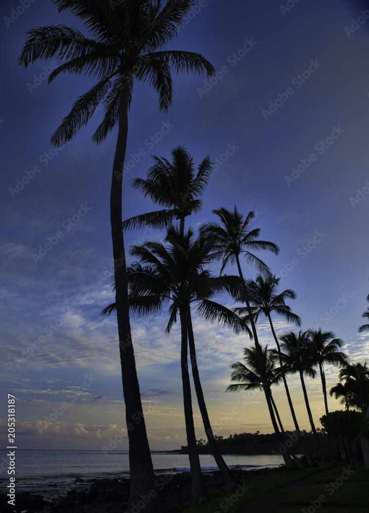 Tall palms in Maui, Hawaii