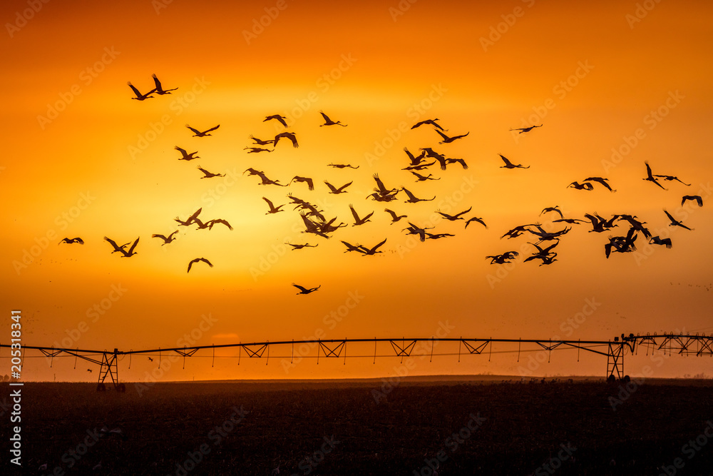 Fototapeta premium MARCH 8, 2017 - Grand Island, Nebraska -PLATTE RIVER, UNITED STATES Migratory water fowl and Sandhill Cranes are on their spring migration from Texas and Mexico, north to Canada, Alaska, and Siberia.