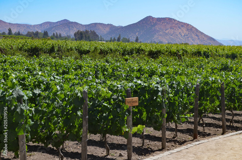 Dec 20, 2015 - Santiago, Chile: Grape varietals growing in the Concha y Toro vineyards