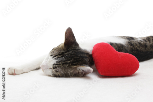 Fototapeta Naklejka Na Ścianę i Meble -  子猫とハートのクッション
