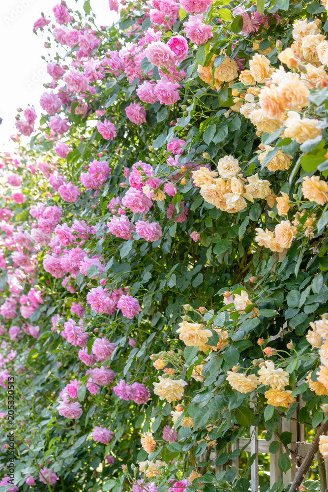 Fototapeta premium pink roses in spring