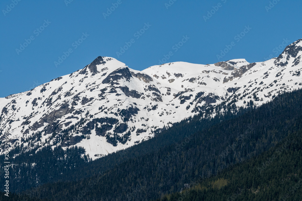 forest covered slop in front of snow covered mountains under the blue sky